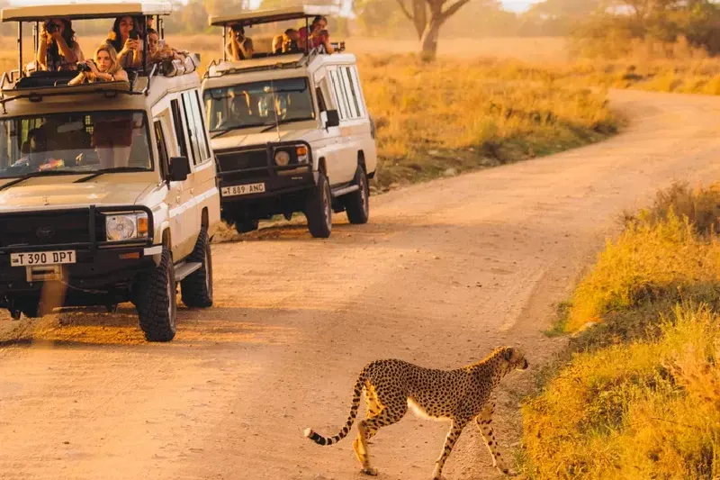 Tanzania Group Safari Experience